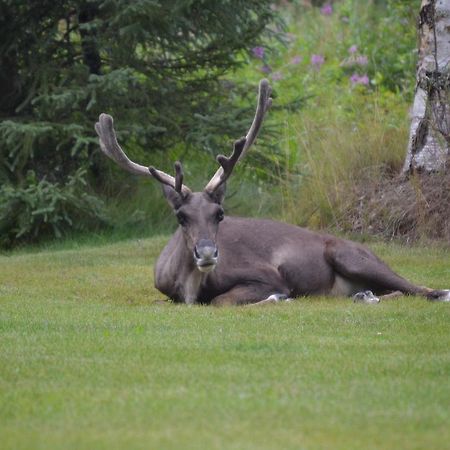 All Seasons B&B Kenai Dış mekan fotoğraf